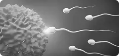Embryologi
