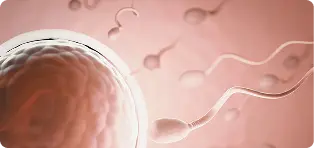 embryology
